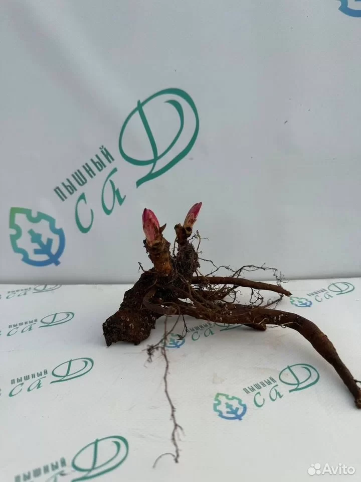 Пион "АЛЬБЕРТ КРУЗ"